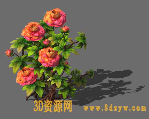 牡丹花