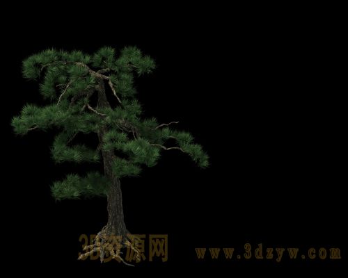 松树