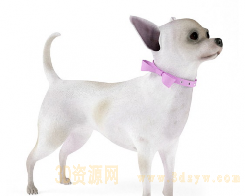 宠物狗