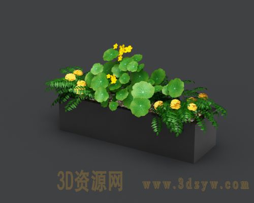 盆栽植物  花钵  盆景植物