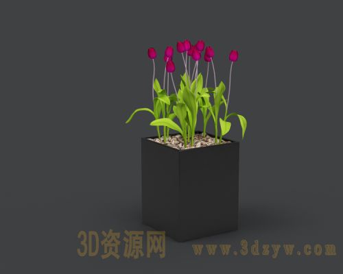 玫瑰花