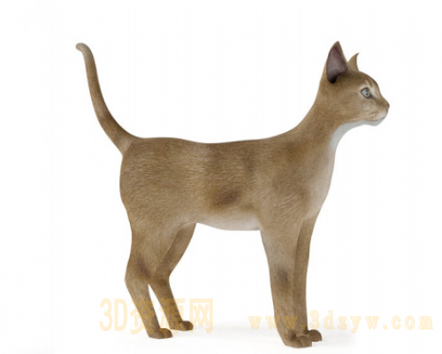 小黄猫
