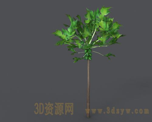 热带树木