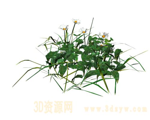 小花植物