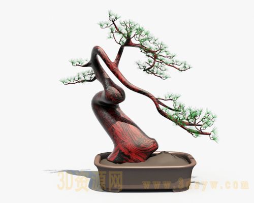 迎客松 松树盆栽 盆景