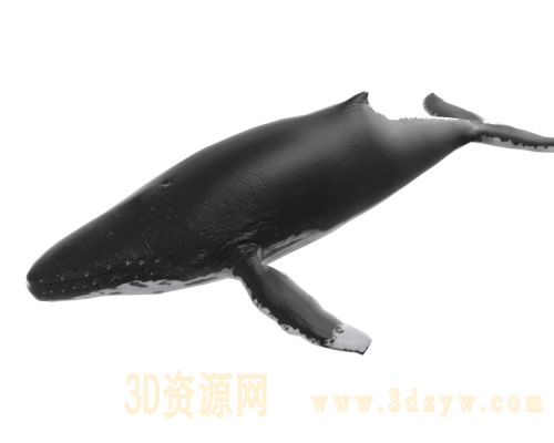 座头鲸3d模型