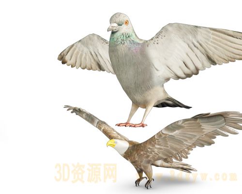 鹰模型 鸽子模型 动物