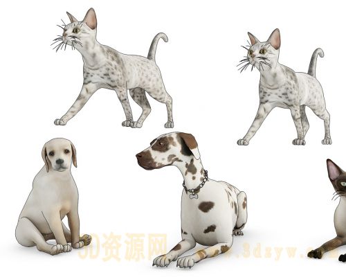 小猫小狗模型