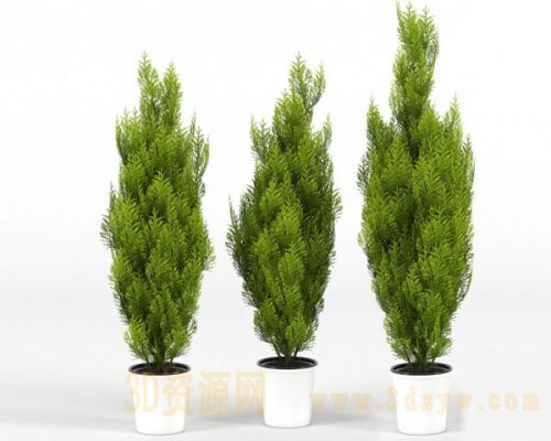 现代植物绿植盆栽柏树模型
