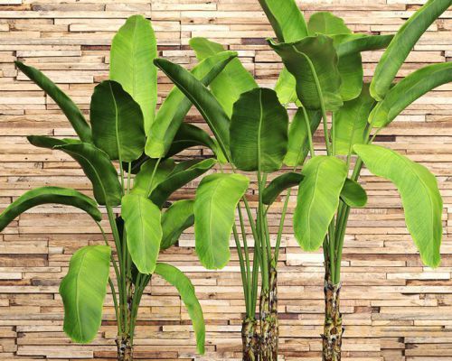 现代芭蕉叶大叶植物盆栽绿植