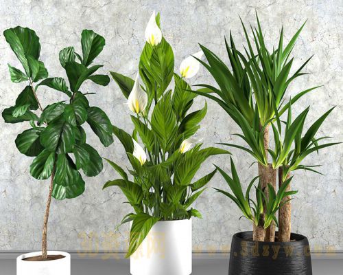 植物盆景绿植模型 现代盆栽绿植模型