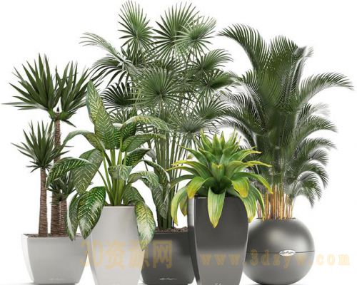 现代植物盆栽绿植花盆