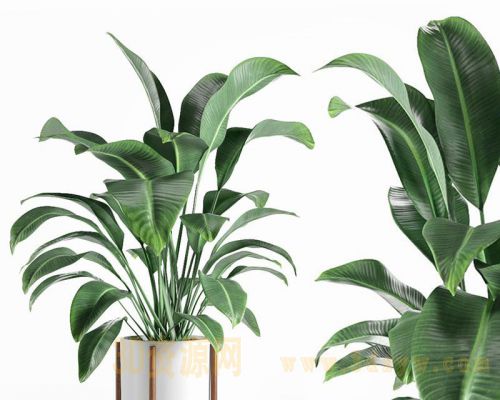 现代北欧植物盆栽绿植