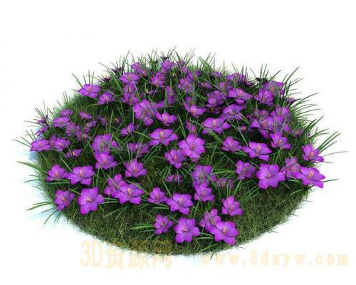 藏红花模型 番红花  藏红花3d模型