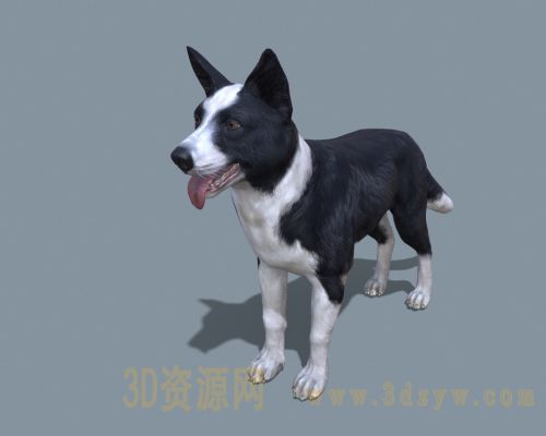 柯利牧羊犬模型 牧羊犬3d模型 科利犬 苏格兰牧羊犬