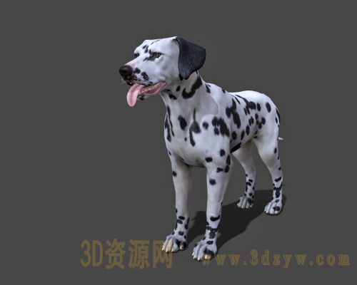 斑点狗3d模型 大麦町犬