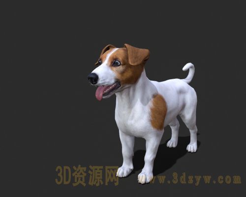 杰克罗素梗犬  小黄狗模型