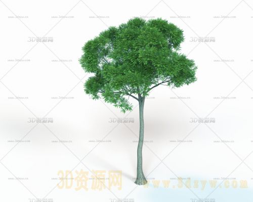 大树模型 树木