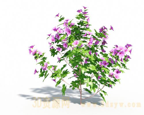 花葵模型 植物 花卉
