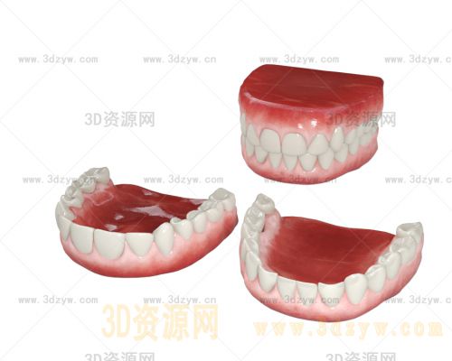 牙齿模型