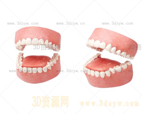口腔牙齿舌头模型