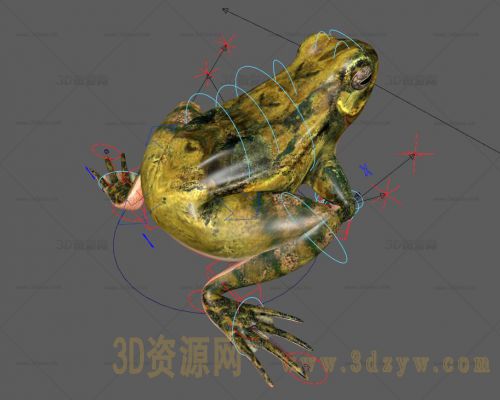 青蛙 蛤蟆