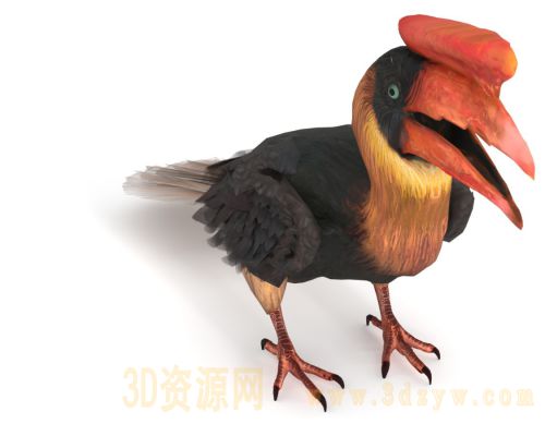 棕犀鸟3d模型 Rufous Hornbill 犀鸟模型