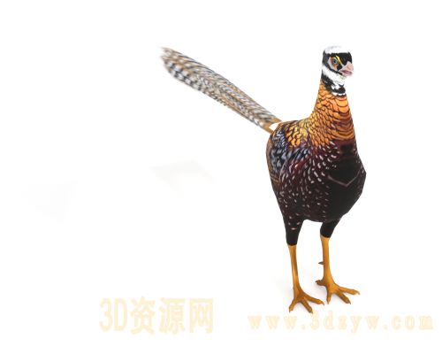 白冠长尾雉雉科鸟类中国特有动物国家一级保护动物野生动物鸟类科普珍稀鸟类自然保护