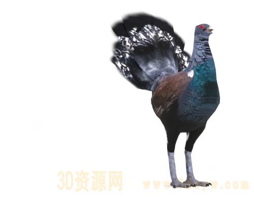 松鸡3D模型