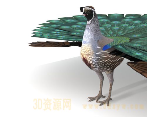 孔雀3D模型