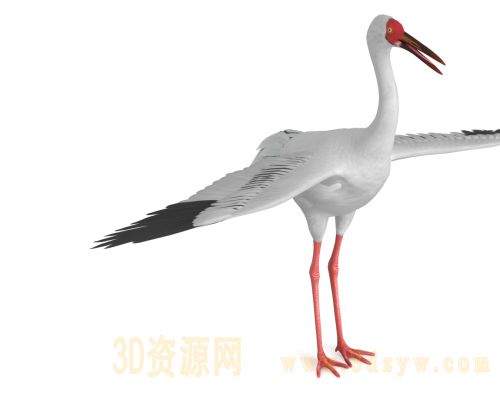 白鹤 西伯利亚鹤 雪鹤 大型涉禽 国家一级保护动物 极危物种 鸟类3D模型 写实鸟类