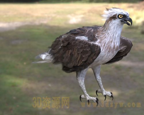 鹗鱼鹰 鱼雕鹗科鹗 中型猛禽隼 捕鱼猛禽水鸟