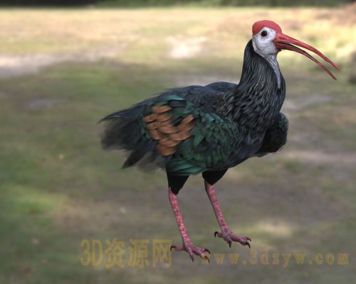 南方秃鹮3d模型 南非白肩鹮 非洲鸟类 湿地鸟类 红顶长喙鸟类
