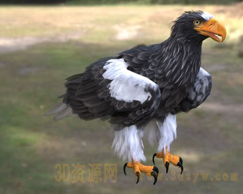 虎头海雕3d模型 虎头雕 海雕 大型猛禽海雕 捕鱼猛禽