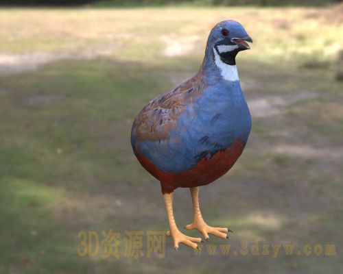 蓝胸鹑3d模型 亚洲蓝鹌鹑模型 小鹌鹑 小型鸟类 观赏鸟类