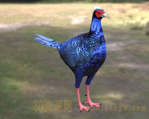 蓝腹鹇3d模型 蓝鹇 山鸡 台湾鹇 台湾珍稀鸟类