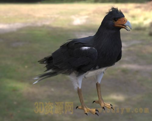 山卡拉鹰3d模型 山凤头 卡拉鹰 南美猛禽 安第斯山脉鸟类