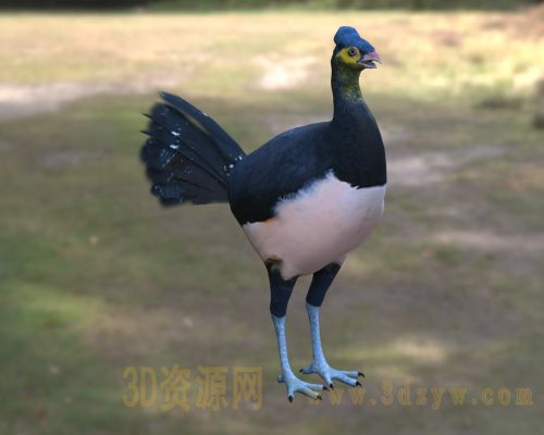 苏拉威西冢雉 马累冢雉3d模型 马累奥鸟 苏拉冢雉