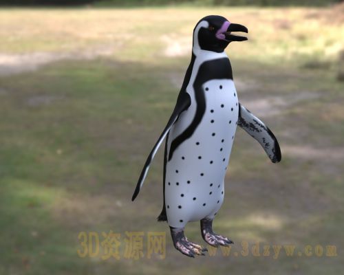 非洲企鹅  斑嘴环企鹅3d模型  公驴企鹅