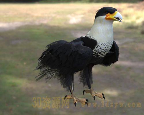 凤头卡拉鹰冠3d模型 卡拉鹰 隼科卡拉鹰 美洲猛禽