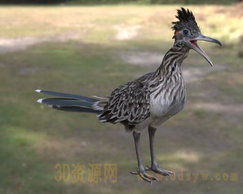 大走鹃 加州走鹃 杜鹃科 地鹃 北美沙漠鸟类 食蛇鸟类