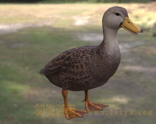 斑背鸭3d模型  mottled duck  北美水鸭 湿地鸟类水禽