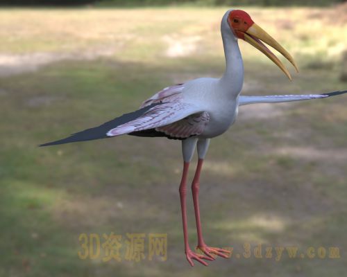 黄嘴鹳3d模型 黄嘴鹮鹳模型