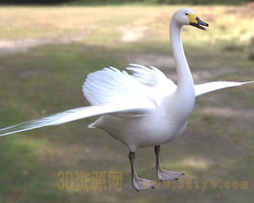 大天鹅3d模型 白天鹅 雁鸭科