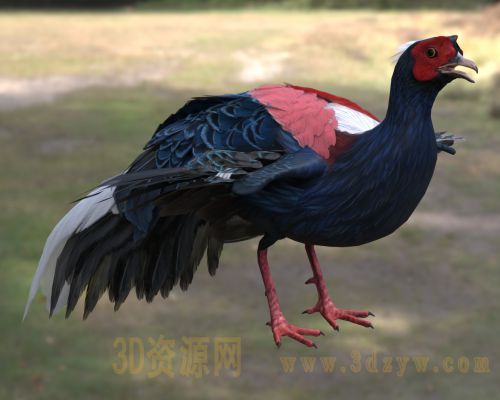 蓝腹鹇3d模型 蓝鹇 山鸡 希氏鹇雉科鹇
