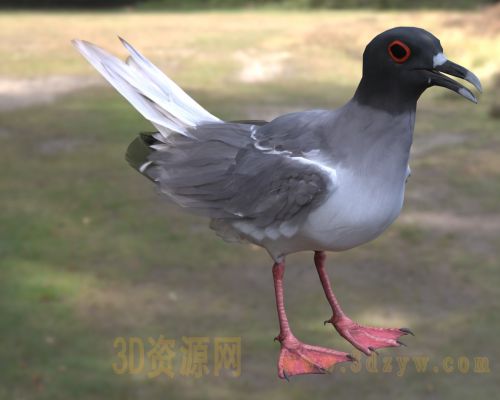 燕尾鸥3d模型 加拉帕戈斯海鸟 远洋海鸟