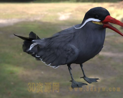 印加燕鸥3D模型 印加鸥 燕鸥 海鸟