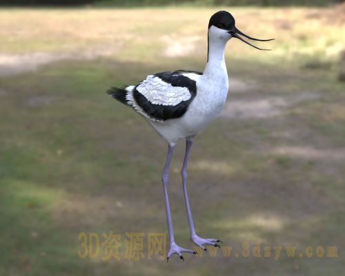 pied avocet  反嘴鹬3d模型 斑鸻 湿地水鸟