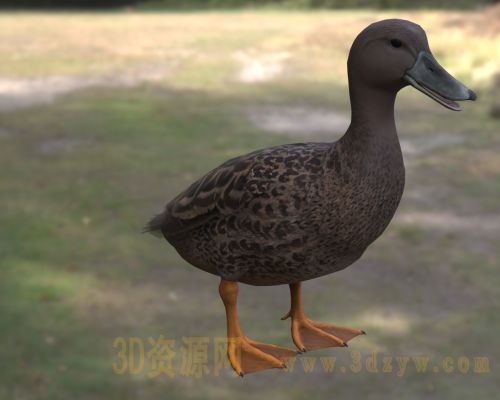梅勒鸭3d模型 马达加斯加黑鸭  马达加斯加水鸭 