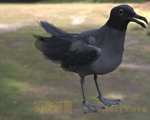 熔岩鸥3d模型 加拉帕戈斯鸥 加拉帕戈斯海鸟